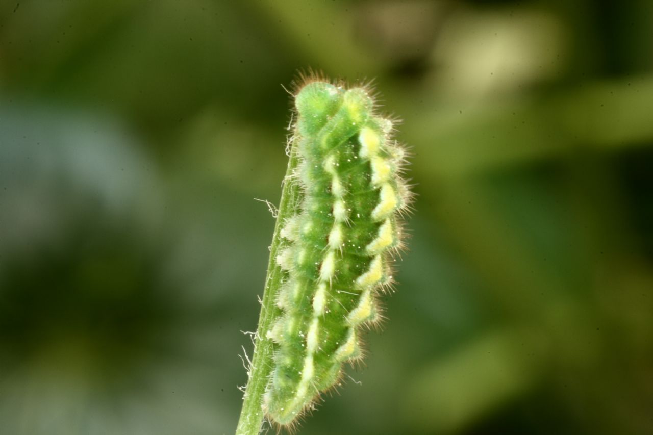 identificazione bruco: Callophrys rubi (Lycaenidae)